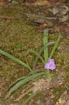 Hairy spiderwort